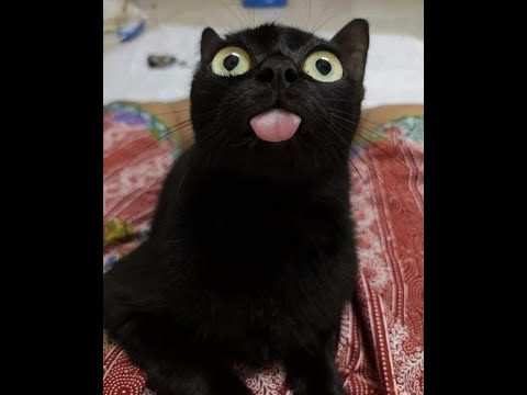 Cats Who Blep! (A Compilation)