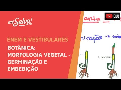 Vídeo: O que acontece no período germinativo?