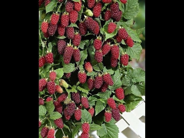 ФОРМИРОВАНИЕ И ПОДВЯЗКА ЕЖЕМАЛИНЫ ТАЙБЕРИ//Весенние работы в саду