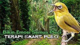 PANCINGAN PLECI BIAR BUKA PARUH SUDAH TERBUKTI