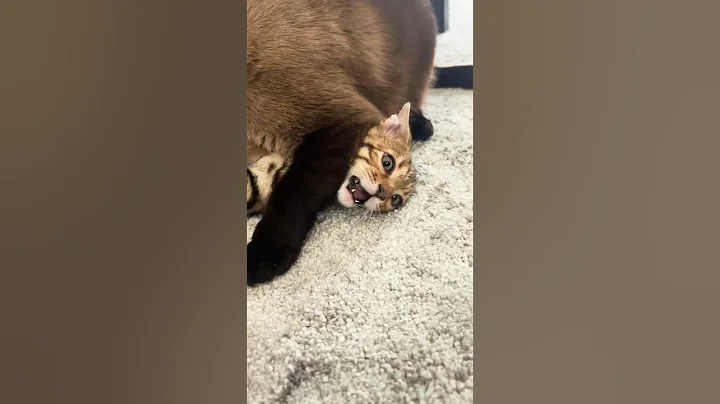 Video 11827331: bengal cat kitten, cat vs bengal, siamese cat, cat old