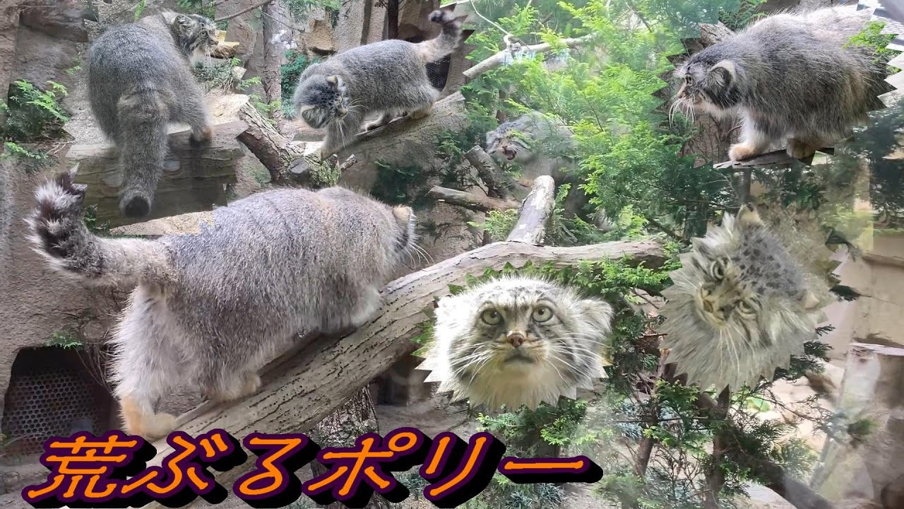 ポリー♀ 旧展示場にて最後の大暴れか！？ボル♂の運命やいかに！