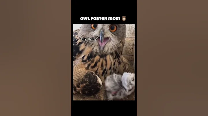 Owl Foster Mom 🦉 #owls #shortsvideo #birdsofprey #animal #youtubeshorts #birds