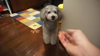 🐶今日の動画はお休みです。【トイプードルのグリィ】【dog】【toy poodle】