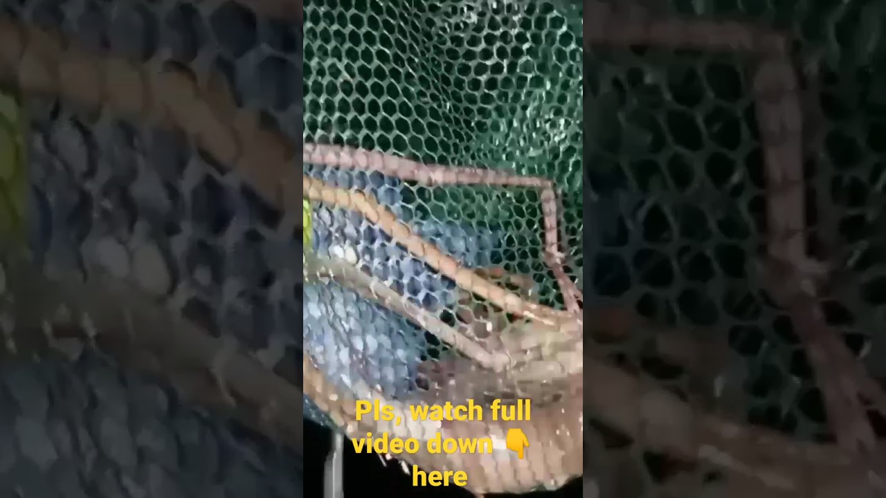 catch a big shrimp use of umbrella fish trap YouTube