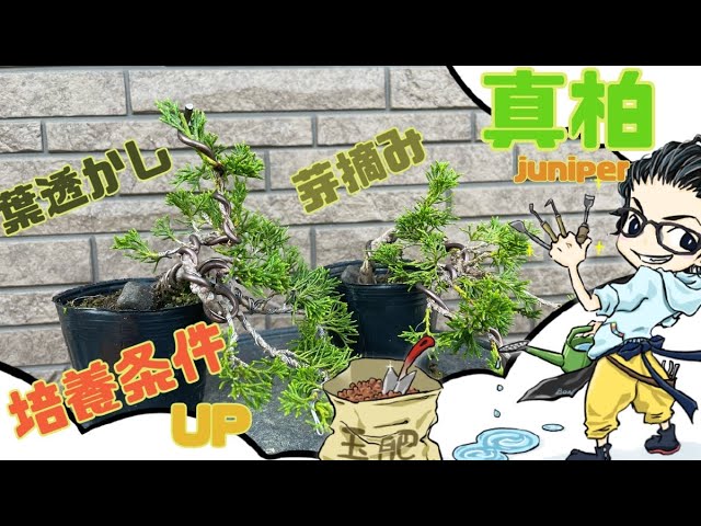 Bonsai Itoigawa juniper leaf watermark and bud picking - YouTube