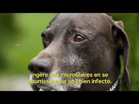 Vidéo: Quelles Sont Les Options Pour La Prévention Du Ver Du Cœur Chez Les Chiens ?