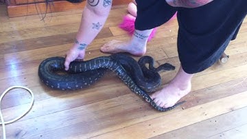 Big female Bredli python