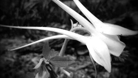 Hammock-Sinking Inside Yourself