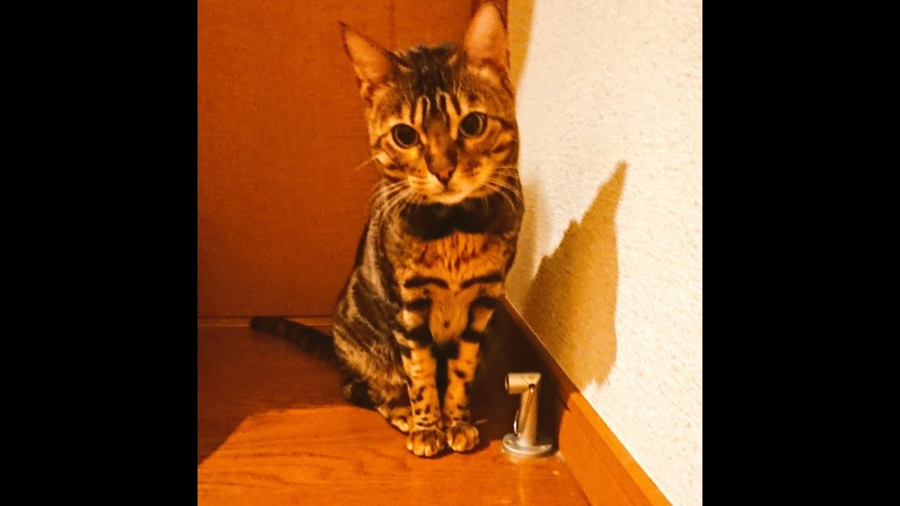 ねこ 遊んでたら偶然人気のキャラ風になった Youtube