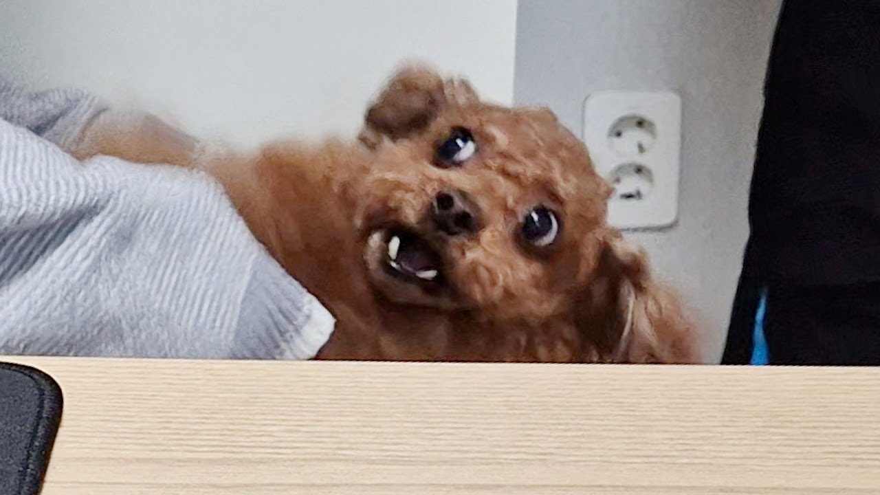 복제인간을 본 강아지 반응ㅋㅋㅋ