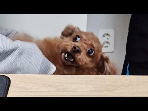 복제인간을 본 강아지 반응ㅋㅋㅋ