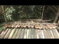 Primitive Technology: Bamboo roof shelter