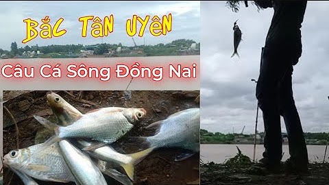 #30 Câu Cá Sông Đồng Nai |Câu Cá Tự Nhiên |Bắc Tân Uyên |Điểm Câu Mới| @Lão Để TV....