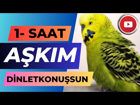 Aşkım 1 SAAT | dinlet konuşsun | Konuşan muhabbet kuşu Fıstık | Muhabbet kuşu sesi