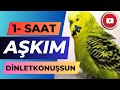 Konuşan Muhabbet Kuşu Fıstık Aşkım 1 Saat dinlet konuşsun