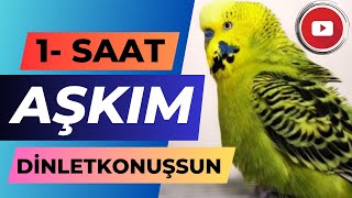 Aşkım 1 Saat Dinlet Konuşsun Konuşan Muhabbet Kuşu Fıstık Muhabbet Kuşu Sesi