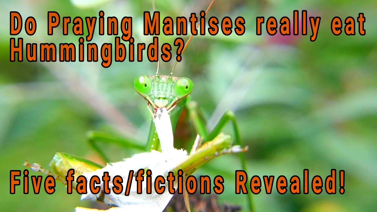 Do Praying Mantises really eat Humming Birds? Fact or Fiction? Five ...