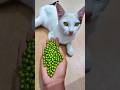 setisfying ASMR 🌈 beads cat reverse magic #viral #asmr #trending #cat