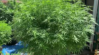 2019 Outdoor Grow 🌞✌🏼 Garden Life 🌱🌞