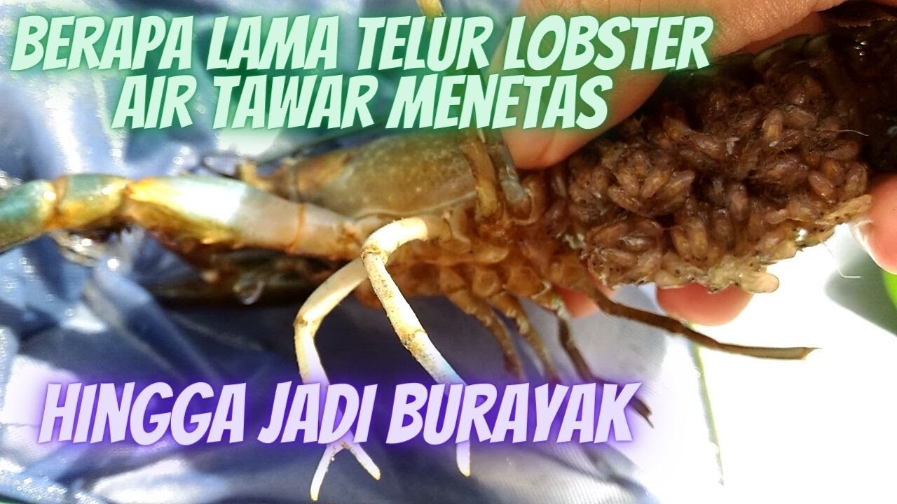 Berapa Lama Telur Lobster Air Tawar Menetas hingga menjadi burayak