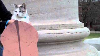 Puss In Boots Trailer