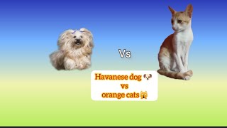 Cute Little Funny Havanese Dog  Barks at Size Dog and Then Tried To Fight With a  Cats Family