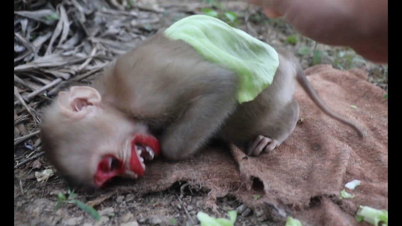 So fun little monkey lying laughing