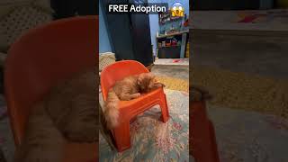 free prussian cat adoption 2026 | adopt now before they’re gone | free cat adoption near me
