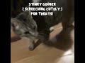 Stinky goober cat looking for attention’ #catmemes #funny #cute