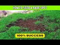 Seed  repair bare spots in the lawn how to never fail