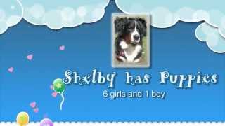 Shelby Whelping Pups by BernerTube 465 views 8 years ago 11 minutes, 8 seconds