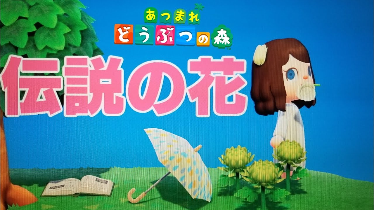 あなたへ伝説の花がついに咲いたから配布します あつもり どうぶつの森 あつ森 あつまれどうぶつの森 緑の菊 緑の菊配布 マスカット Youtube