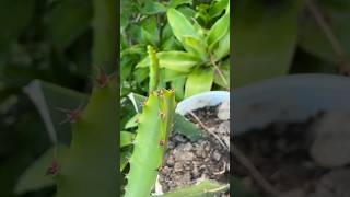 How to grow dragon fruit tree
