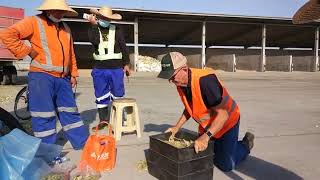 Silostop In China - Assessing Forage Harvester Performance