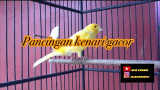 Cukup 2 detik kenari anda langsung nyaut dan gacor