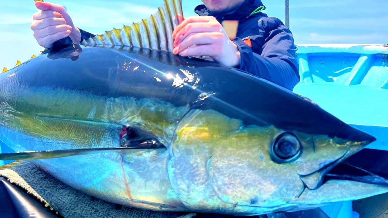 初キハダやったぞー🐟🔥2025年7月1日串本キハダキャスティング悠真丸#キハダキャスティング #キハダマグロキャスティング#悠真丸#串本#fishing#fishingvideo 