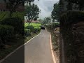 Wild Buffalo || Tea Garden || Droog Hill || Coonoor || Nilgiri || Tamilnadu