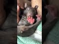 Crikey Moses legends… Day 2 with little Philippa, our newest rescued joey wombat. 🐻🩹