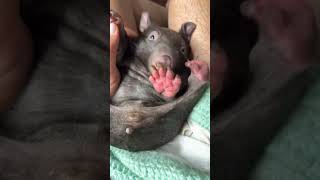 Crikey Moses legends… Day 2 with little Philippa, our newest rescued joey wombat. 🐻🩹