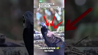 burung endemik kalimantan yang hampir punah#shortvideo #faktaunik #satwalangka