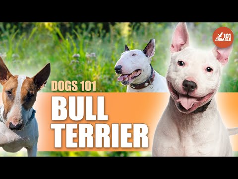 Video: Câini de câini timizi pentru tratamentul cu Puparazzi cu aplicația BarkCam