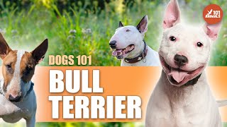 Bull Terrier 101 - The Loyal and Athletic Breed with a Unique Personality by Animals101 854 views 10 months ago 2 minutes, 34 seconds