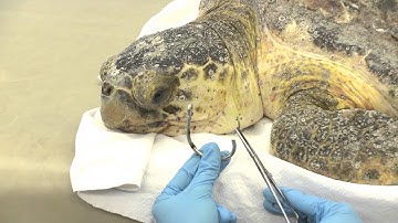 Large Fishing Hook Successfully Removed From Rescued Sea Turtle
