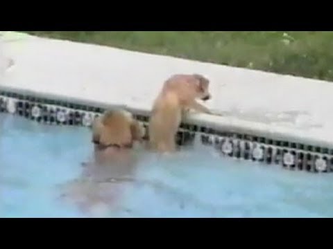 Dog Saves Her Puppy From Drowning in Pool: Hero Dog Video Caught on Tape