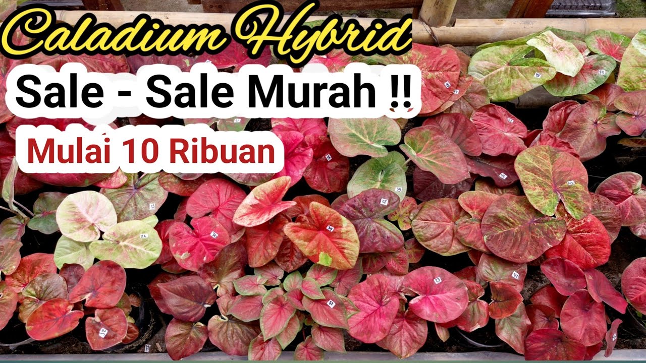 Sale Caladium Murah Part#681