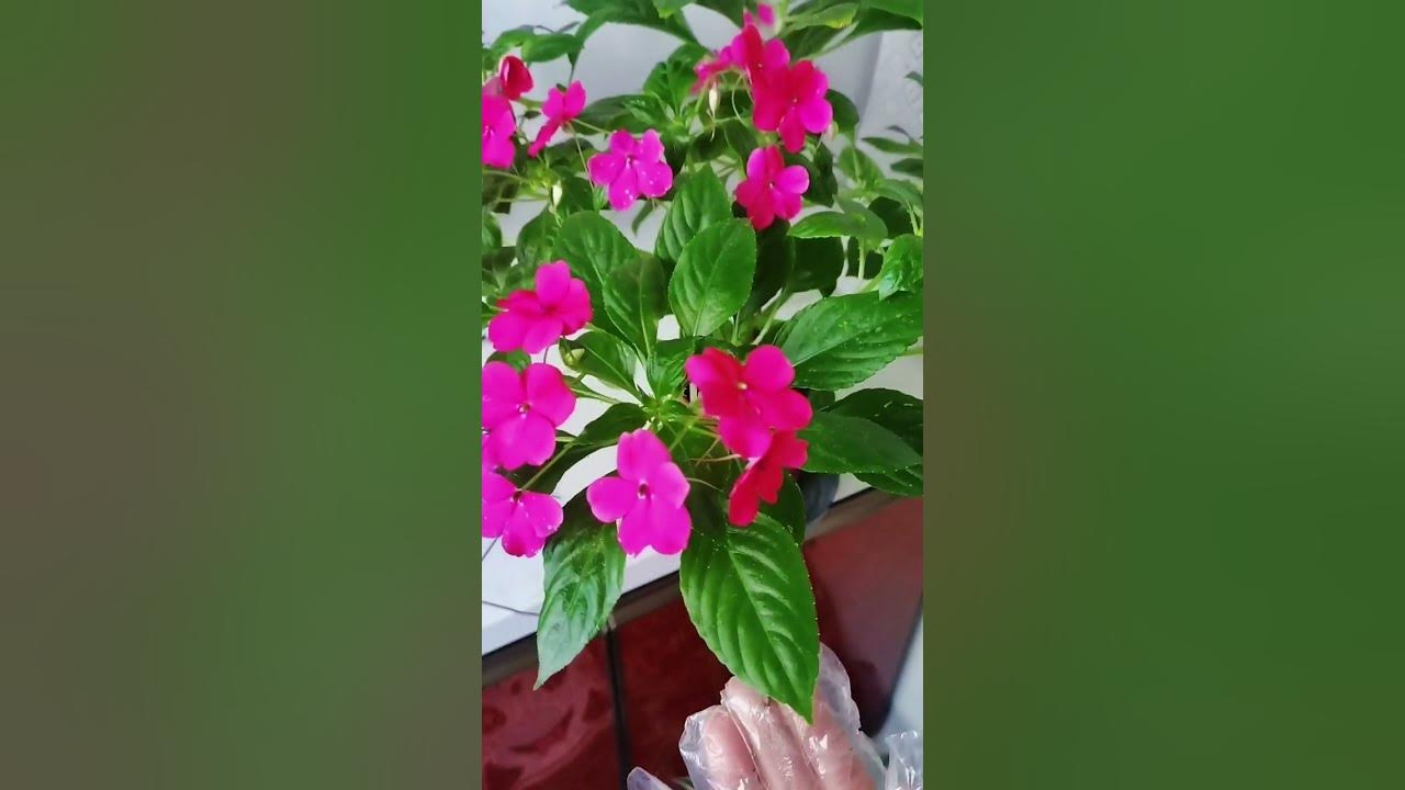 How To Maintain Flowers And Vases That Rarely Meet The Home YouTube