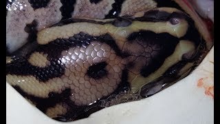 ball python egg cutting video clutch 5 2018