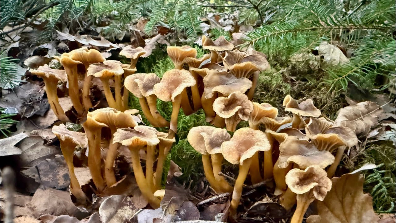 EP3. สวยจนละสายตาไม่ได้เลยค่ะเห็ดดำขาเหลือง19/10/2025 