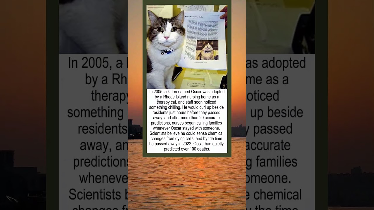 This Therapy Cat Predicted Over 100 Deaths